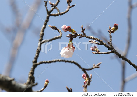 A single cherry blossom that has just begun to bloom can be used as a reference for predicting the cherry blossom blooming season. 138292892