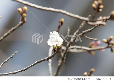 A single cherry blossom that has just begun to bloom can be used as a reference for predicting the cherry blossom blooming season. A single cherry blossom that has just begun to bloom can be used as a reference for predicting the cherry blossom blooming season. 138292893
