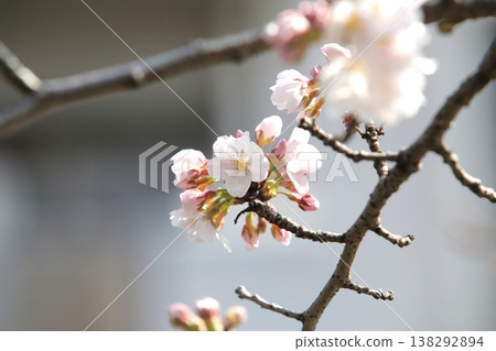 一朵剛開始綻放的櫻花可以作為預測櫻花花期的參考。 138292894
