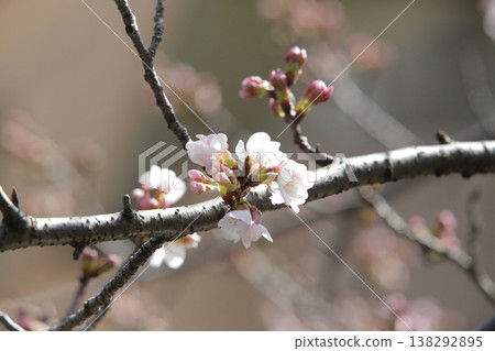 A single cherry blossom that has just begun to bloom can be used as a reference for predicting the cherry blossom blooming season. A single cherry blossom that has just begun to bloom can be used as a reference for predicting the cherry blossom blooming season. 138292895