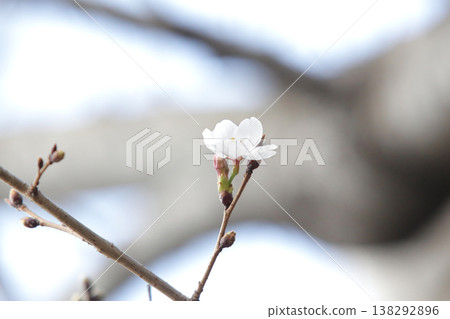 A single cherry blossom that has just begun to bloom can be used as a reference for predicting the cherry blossom blooming season. 138292896