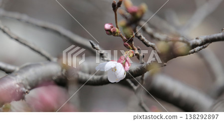 A single cherry blossom that has just begun to bloom can be used as a reference for predicting the cherry blossom blooming season. A single cherry blossom that has just begun to bloom can be used as a reference for predicting the cherry blossom blooming season. 138292897