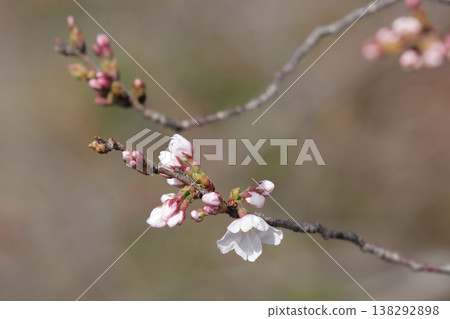 A single cherry blossom that has just begun to bloom can be used as a reference for predicting the cherry blossom blooming season. 138292898