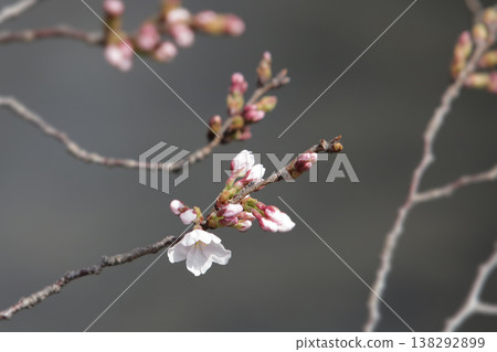 A single cherry blossom that has just begun to bloom can be used as a reference for predicting the cherry blossom blooming season. A single cherry blossom that has just begun to bloom can be used as a reference for predicting the cherry blossom blooming season. 138292899