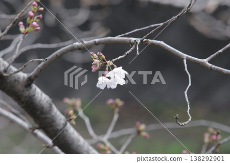 A single cherry blossom that has just begun to bloom can be used as a reference for predicting the cherry blossom blooming season. A single cherry blossom that has just begun to bloom can be used as a reference for predicting the cherry blossom blooming season. 138292901