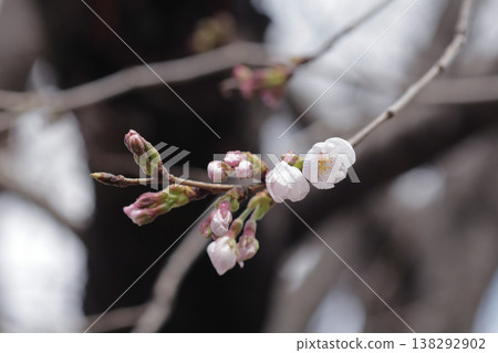 A single cherry blossom that has just begun to bloom can be used as a reference for predicting the cherry blossom blooming season. A single cherry blossom that has just begun to bloom can be used as a reference for predicting the cherry blossom blooming season. 138292902