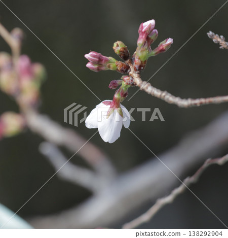 A single cherry blossom that has just begun to bloom can be used as a reference for predicting the cherry blossom blooming season. 138292904
