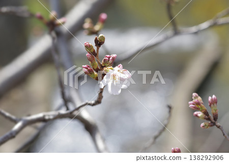 A single cherry blossom that has just begun to bloom can be used as a reference for predicting the cherry blossom blooming season. A single cherry blossom that has just begun to bloom can be used as a reference for predicting the cherry blossom blooming season. 138292906