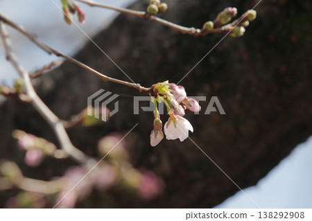 A single cherry blossom that has just begun to bloom can be used as a reference for predicting the cherry blossom blooming season. A single cherry blossom that has just begun to bloom can be used as a reference for predicting the cherry blossom blooming season. 138292908