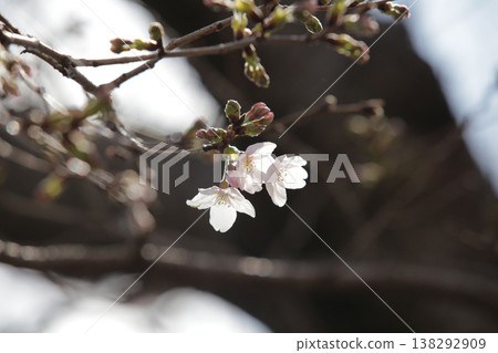 A single cherry blossom that has just begun to bloom can be used as a reference for predicting the cherry blossom blooming season. A single cherry blossom that has just begun to bloom can be used as a reference for predicting the cherry blossom blooming season. 138292909