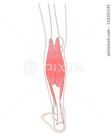 小腿肌肉：腓腸肌、比目魚肌、小腿三頭肌 138293143