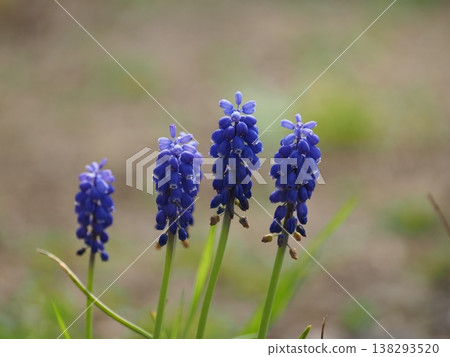 藍色穆斯卡里花 藍色穆斯卡里花 138293520