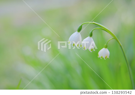 Spring snowflakes against a soft green bokeh background. Spring snowflakes against a soft green bokeh background. 138293542
