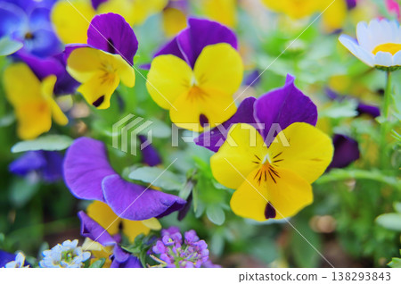 Close-up of yellow and purple viola flowers Close-up of yellow and purple viola flowers 138293843
