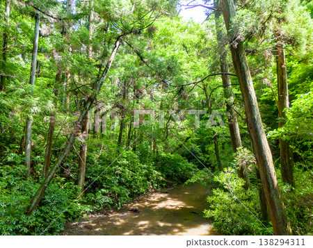 Drone footage of a forest road amidst lush greenery. The forest road runs along the headwaters of the Morito River. Hayama Town, Miura District, Kanagawa Prefecture. Drone footage of a forest road amidst lush greenery. The forest road runs along the headwaters of the Morito River. Hayama Town, Miura District, Kanagawa Prefecture. 138294311