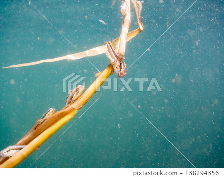 A school of juvenile rainbow blenny attached to floating seaweed. Others. Hirizo Beach, Nakagi, Minamiizu Town, Shizuoka Prefecture, Izu Peninsula - 2025 One of Japan's leading beaches A school of juvenile rainbow blenny attached to floating seaweed. Others. Hirizo Beach, Nakagi, Minamiizu Town, Shizuoka Prefecture, Izu Peninsula - 2025 One of Japan's leading beaches 138294356