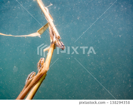 一群幼年彩虹鶇附著在漂浮的海藻上。其他。伊豆半島靜岡縣南伊豆町中木町的Hirizo海灘 - 2025，日本頂級海灘之一 138294358