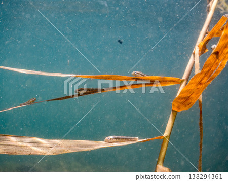 一群幼年彩虹鶇附著在漂浮的海藻上。其他。伊豆半島靜岡縣南伊豆町中木町的Hirizo海灘 - 2025，日本頂級海灘之一 138294361