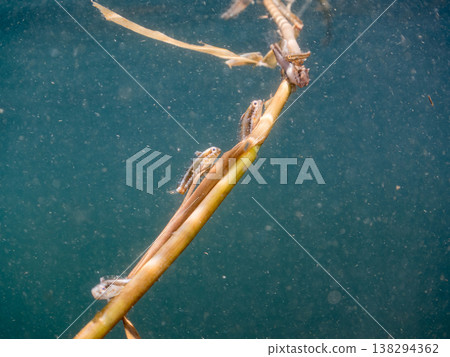 一群幼年彩虹鶇附著在漂浮的海藻上。其他。伊豆半島靜岡縣南伊豆町中木町的Hirizo海灘 - 2025，日本頂級海灘之一 138294362