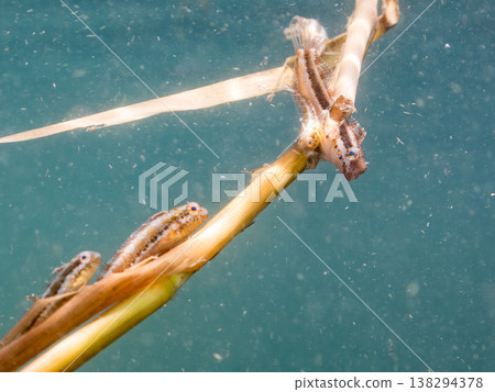 一群幼年彩虹鶇附著在漂浮的海藻上。其他。伊豆半島靜岡縣南伊豆町中木町的Hirizo海灘 - 2025，日本頂級海灘之一 138294378