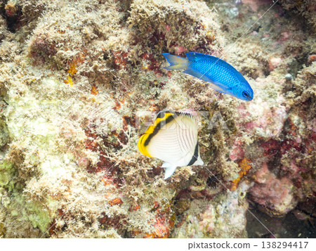 幼年蝴蝶魚及其他魚類。靜岡縣伊豆半島南伊豆町中木市飛藏海灘 - 2025,日本頂級浮潛地點之一。 幼年蝴蝶魚及其他魚類。靜岡縣伊豆半島南伊豆町中木市飛藏海灘 - 2025,日本頂級浮潛地點之一。 138294417