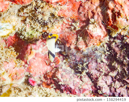 幼年蝴蝶魚及其他魚類。靜岡縣伊豆半島南伊豆町中木市飛藏海灘 - 2025，日本頂級浮潛地點之一。 138294419