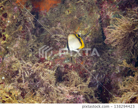 Juvenile butterflyfish and others. Hirizo Beach, Nakagi, Minamiizu Town, Shizuoka Prefecture, Izu Peninsula - 2025 One of Japan's leading snorkeling spots. Juvenile butterflyfish and others. Hirizo Beach, Nakagi, Minamiizu Town, Shizuoka Prefecture, Izu Peninsula - 2025 One of Japan's leading snorkeling spots. 138294423