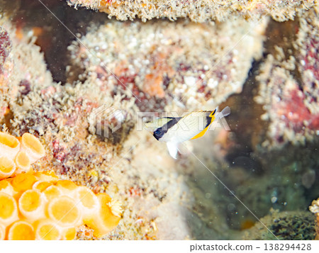 Juvenile butterflyfish and others. Hirizo Beach, Nakagi, Minamiizu Town, Shizuoka Prefecture, Izu Peninsula - 2025 One of Japan's leading snorkeling spots. 138294428
