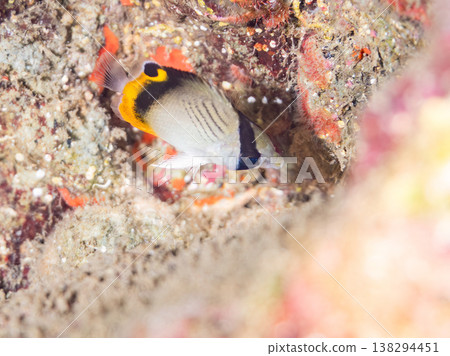 幼年蝴蝶魚及其他魚類。靜岡縣伊豆半島南伊豆町中木市飛藏海灘 - 2025，日本頂級浮潛地點之一。 138294451