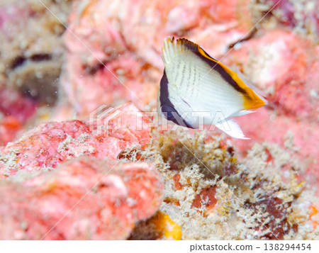 Juvenile butterflyfish and others. Hirizo Beach, Nakagi, Minamiizu Town, Shizuoka Prefecture, Izu Peninsula - 2025 One of Japan's leading snorkeling spots. 138294454