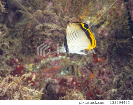 Juvenile butterflyfish and others. Hirizo Beach, Nakagi, Minamiizu Town, Shizuoka Prefecture, Izu Peninsula - 2025 One of Japan's leading snorkeling spots. 138294455