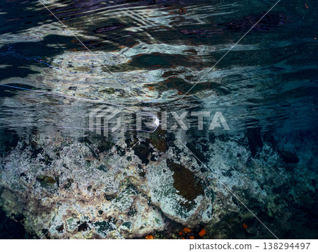 幼年絲鰭鰺在水面遊動。其他。日本伊豆半島靜岡縣南伊豆町中木市Hirizo海灘 - 2025，日本頂級浮潛地點之一。 138294497