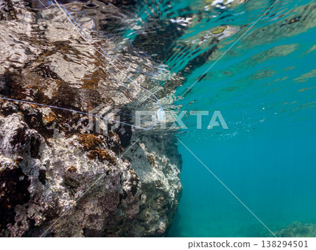 幼年絲鰭鰺在水面遊動。其他。日本伊豆半島靜岡縣南伊豆町中木市Hirizo海灘 - 2025，日本頂級浮潛地點之一。 138294501