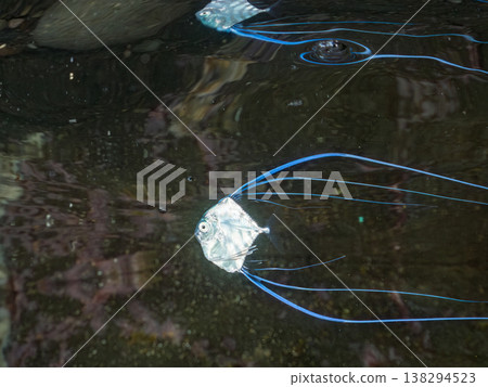 Juvenile threadfin trevally swimming on the water's surface. Others. Hirizo Beach, Nakagi, Minamiizu Town, Shizuoka Prefecture, Izu Peninsula - 2025 One of Japan's leading snorkeling spots. 138294523