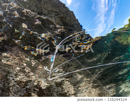 Juvenile threadfin trevally swimming on the water's surface. Others. Hirizo Beach, Nakagi, Minamiizu Town, Shizuoka Prefecture, Izu Peninsula - 2025 One of Japan's leading snorkeling spots. 138294524