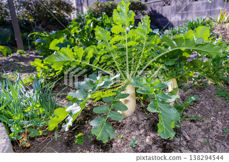 Daikon of the field Daikon of the field 138294544