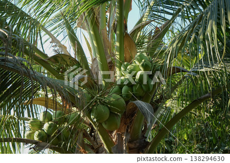 Many coconut bunches on the trees Many coconut bunches on the trees 138294630