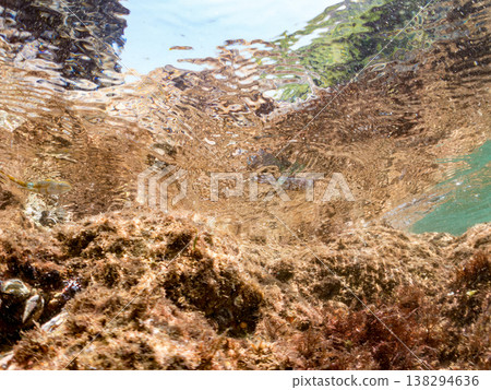 A young bigfin reef squid swimming on the water's surface. Other. Hirizo Beach, Nakagi, Minamiizu Town, Shizuoka Prefecture, Izu Peninsula - 2025. One of Japan's leading snorkeling spots. A young bigfin reef squid swimming on the water's surface. Other. Hirizo Beach, Nakagi, Minamiizu Town, Shizuoka Prefecture, Izu Peninsula - 2025. One of Japan's leading snorkeling spots. 138294636