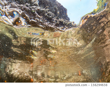 A young bigfin reef squid swimming on the water's surface. Other. Hirizo Beach, Nakagi, Minamiizu Town, Shizuoka Prefecture, Izu Peninsula - 2025. One of Japan's leading snorkeling spots. A young bigfin reef squid swimming on the water's surface. Other. Hirizo Beach, Nakagi, Minamiizu Town, Shizuoka Prefecture, Izu Peninsula - 2025. One of Japan's leading snorkeling spots. 138294638