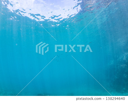A young bigfin reef squid swimming on the water's surface. Other. Hirizo Beach, Nakagi, Minamiizu Town, Shizuoka Prefecture, Izu Peninsula - 2025. One of Japan's leading snorkeling spots. 138294640