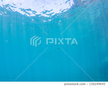 A young bigfin reef squid swimming on the water's surface. Other. Hirizo Beach, Nakagi, Minamiizu Town, Shizuoka Prefecture, Izu Peninsula - 2025. One of Japan's leading snorkeling spots. A young bigfin reef squid swimming on the water's surface. Other. Hirizo Beach, Nakagi, Minamiizu Town, Shizuoka Prefecture, Izu Peninsula - 2025. One of Japan's leading snorkeling spots. 138294645
