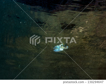 A young bigfin reef squid swimming on the water's surface. Other. Hirizo Beach, Nakagi, Minamiizu Town, Shizuoka Prefecture, Izu Peninsula - 2025. One of Japan's leading snorkeling spots. 138294647