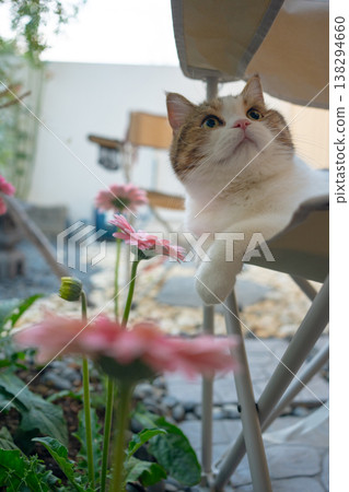 happy and relax concept with scottish cat play on camping chair in the garden on the morning happy and relax concept with scottish cat play on camping chair in the garden on the morning 138294660