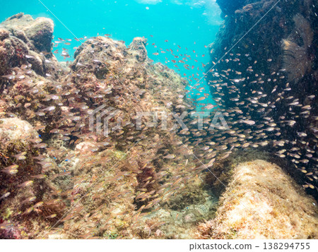 A large school of golden juvenile cardinalfish and others. Hirizo Beach, Nakagi, Minamiizu Town, Shizuoka Prefecture, Izu Peninsula - 2025 One of Japan's leading snorkeling spots. 138294755