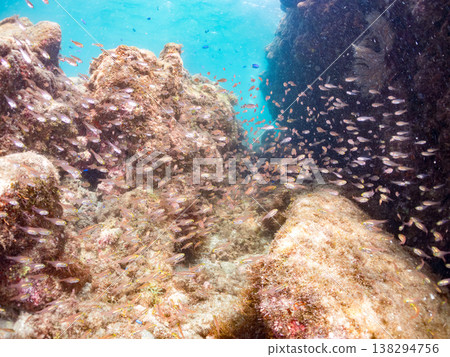 A large school of golden juvenile cardinalfish and others. Hirizo Beach, Nakagi, Minamiizu Town, Shizuoka Prefecture, Izu Peninsula - 2025 One of Japan's leading snorkeling spots. 138294756
