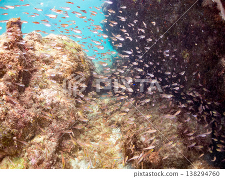 A large school of golden juvenile cardinalfish and others. Hirizo Beach, Nakagi, Minamiizu Town, Shizuoka Prefecture, Izu Peninsula - 2025 One of Japan's leading snorkeling spots. 138294760