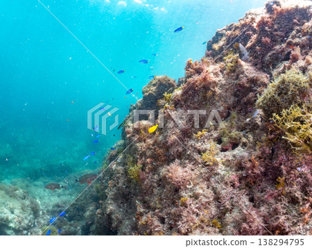 Yellow surgeonfish juveniles and others. Hirizo Beach, Nakagi, Minamiizu Town, Shizuoka Prefecture, Izu Peninsula - 2025 One of Japan's leading snorkeling spots 138294795