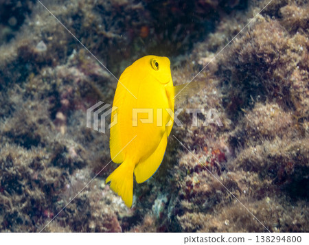 黃尾刺尾魚幼魚及其他魚類。靜岡縣伊豆半島南伊豆町中木町鰩藏海灘 - 2025,日本頂級浮潛地點之一。 黃尾刺尾魚幼魚及其他魚類。靜岡縣伊豆半島南伊豆町中木町鰩藏海灘 - 2025,日本頂級浮潛地點之一。 138294800