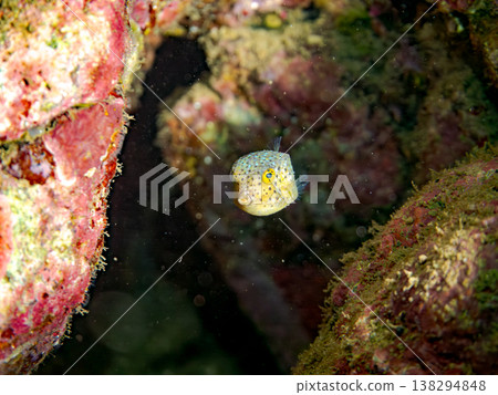 可愛的箱魨幼魚和其他魚類。日本伊豆半島靜岡縣南伊豆町中木町鰩藏海灘 - 2025，日本頂級浮潛地點之一 138294848