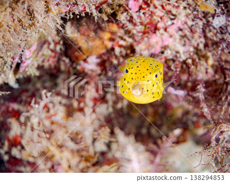 可愛的箱魨幼魚和其他魚類。日本伊豆半島靜岡縣南伊豆町中木町鰩藏海灘 - 2025，日本頂級浮潛地點之一 138294853